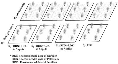Precise macronutrient application can improve cane yield and nutrient uptake in widely spaced plant-ratoon cycles in the Indo-Gangetic plains of India